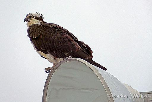 Enlightened Osprey_DSCF00470.jpg - Ospreys (Pandion haliaetus) photographed at Smiths Falls, Ontario, Canada.